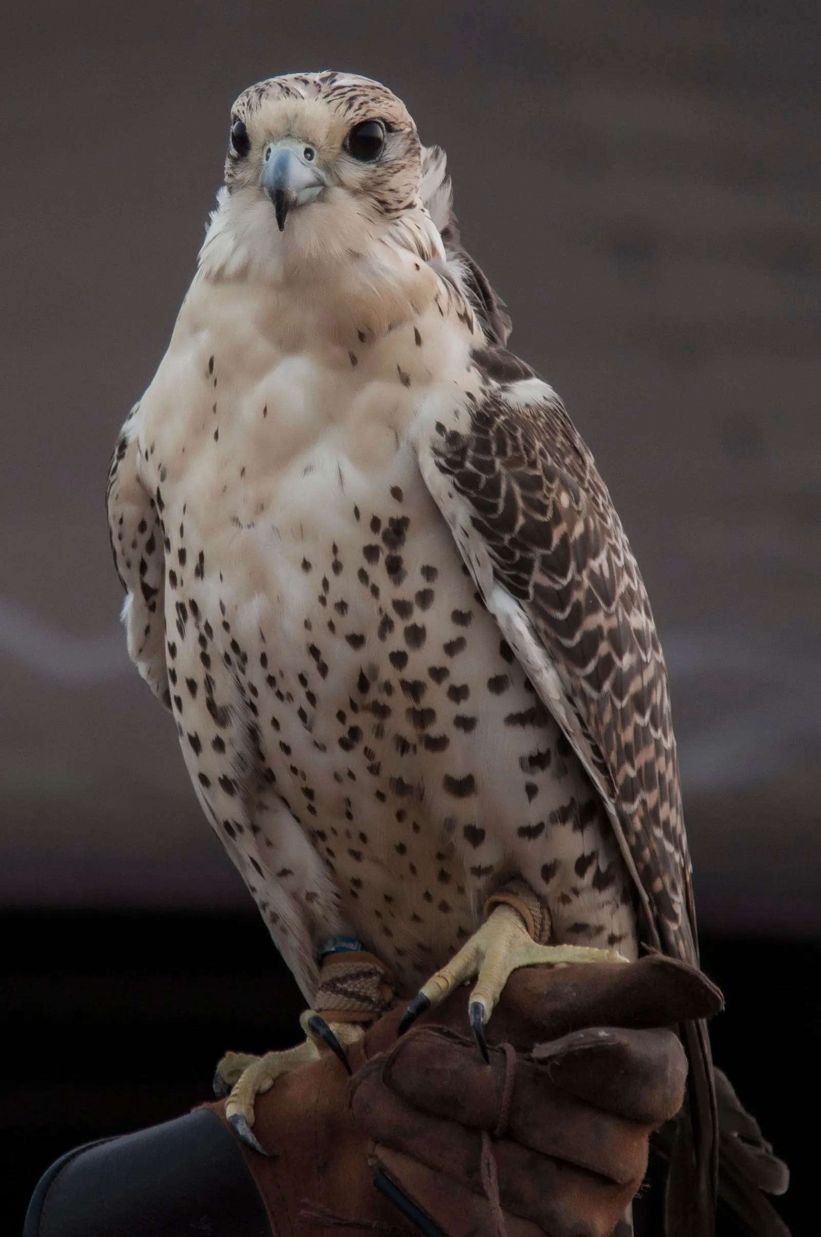 Falcoeiro segurando uma ave de rapina, símbolo do manejo natural de fauna