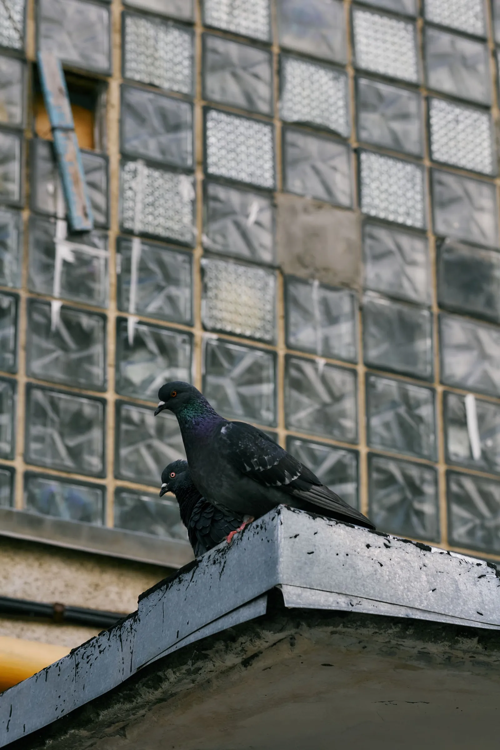 Pombos pousados na estrutura de um edifício urbano, cenário típico de infestação